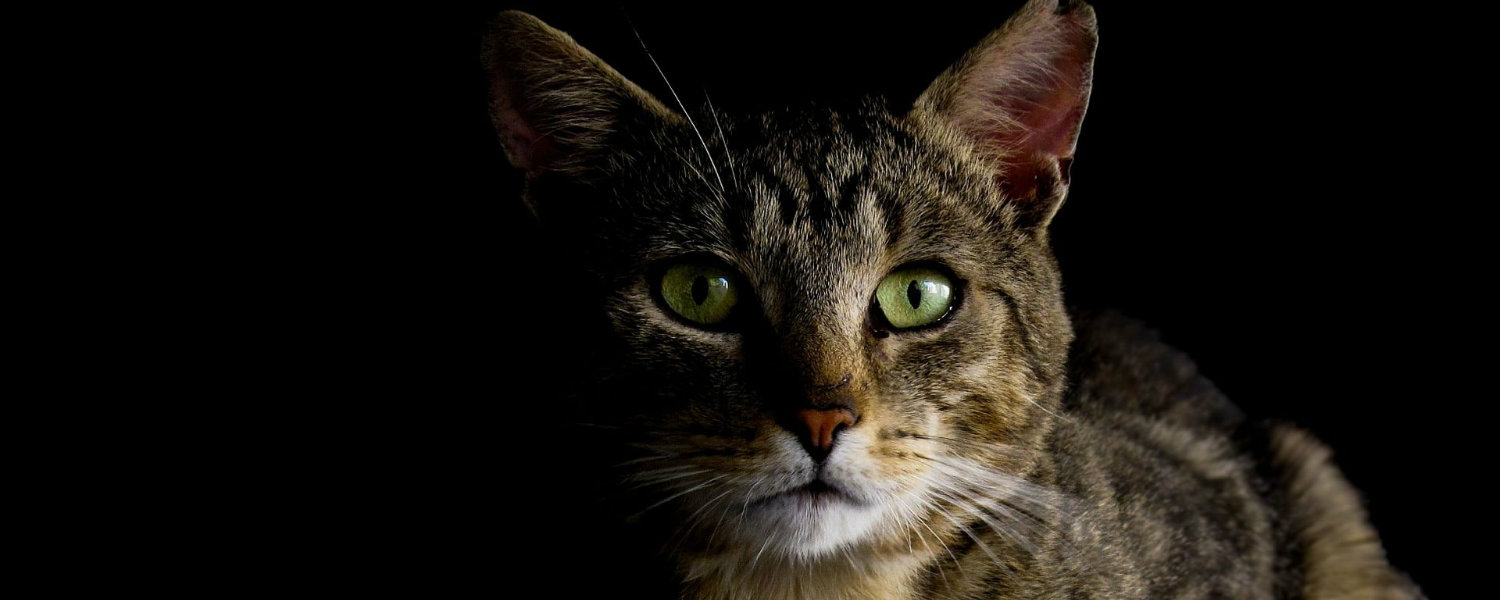 feline