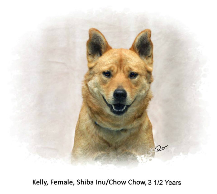 image of pet