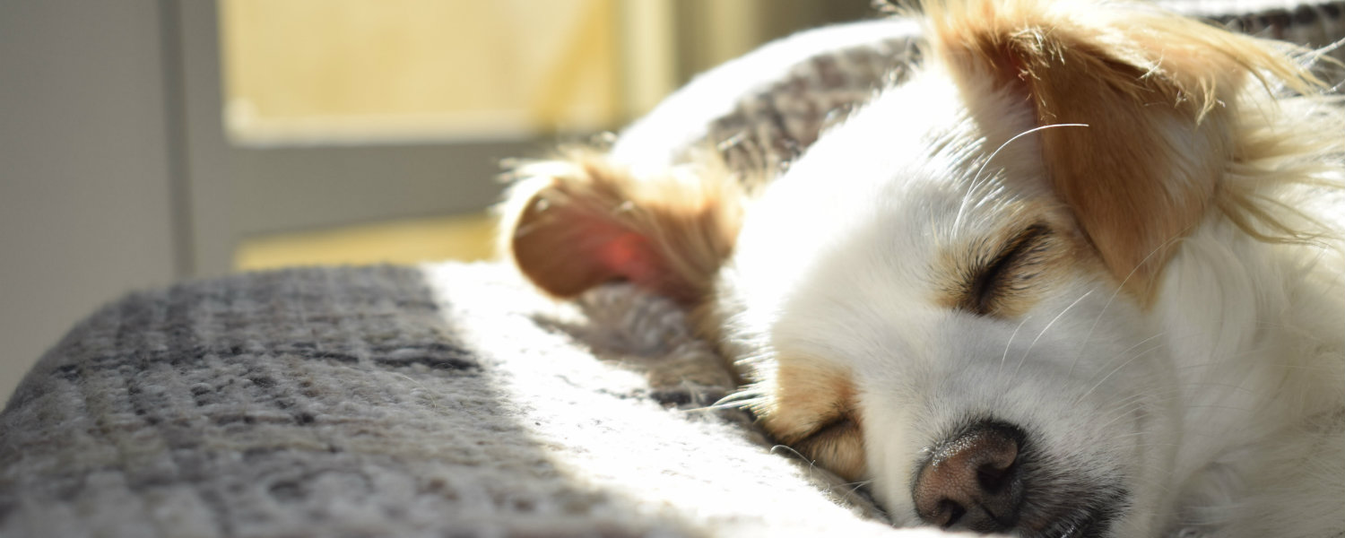 puppy sleeping
