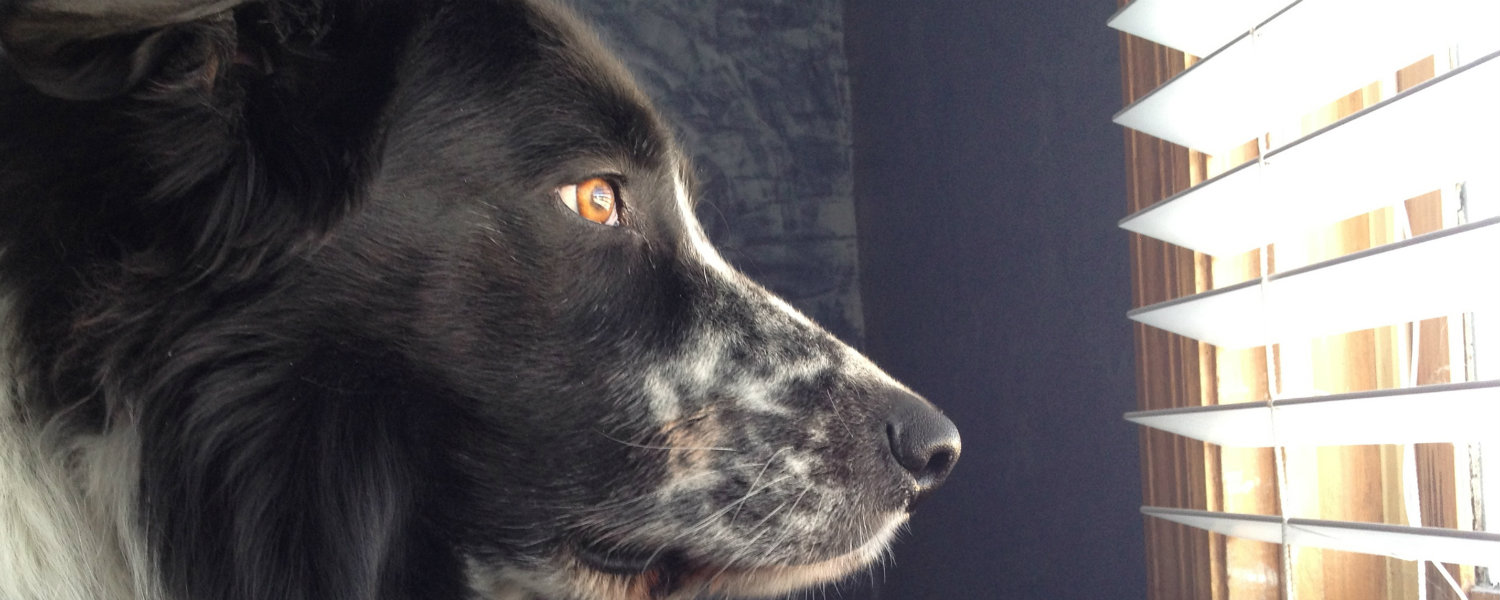 dog looking out window